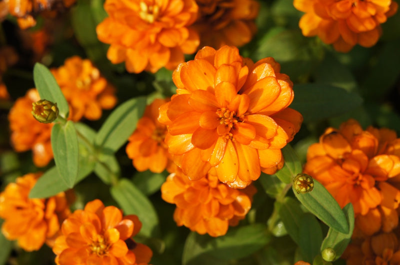 Flowers - Zinnia, Orange King - SeedsNow.com